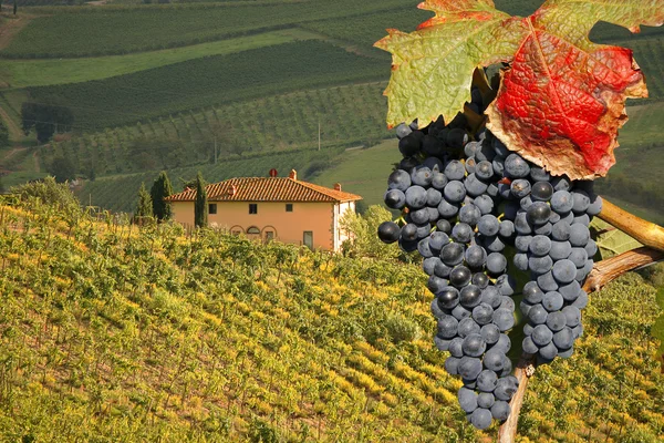 Vingård i chianti, Toscana, Italien, berömda landsk — Stockfoto