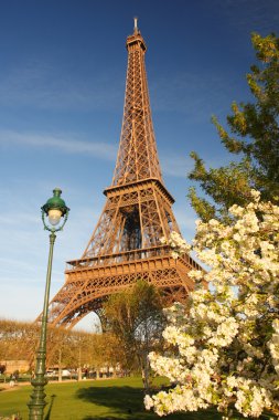 ünlü Eyfel Kulesi ile ağaç bahar, paris, Fransa