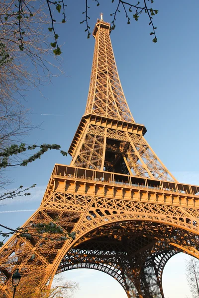 Знаменитая Эйфелева башня с весенним деревом, Париж, Франция — стоковое фото