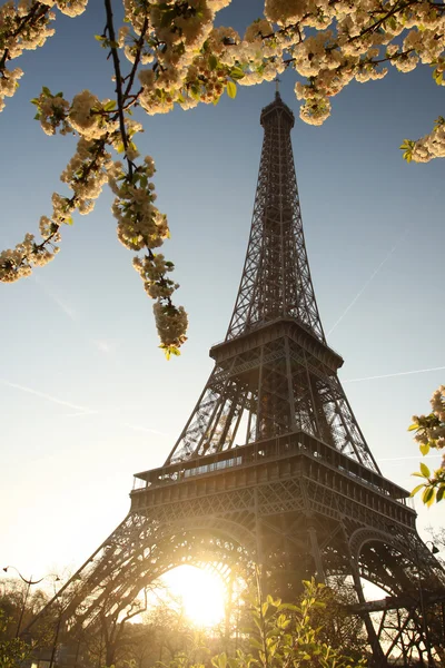 Slavná Eiffelova věž s jarní strom, Paříž, Francie — Stock fotografie