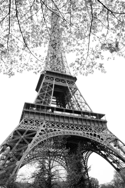 Διάσημο πύργο του Άιφελ με άνοιξη δέντρο, Παρίσι, Γαλλία — Φωτογραφία Αρχείου