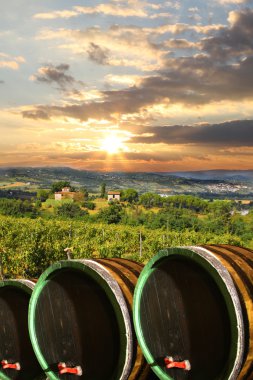 Vineyard in chianti, Toskana, İtalya