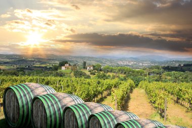 Vineyard in chianti, Toskana, İtalya