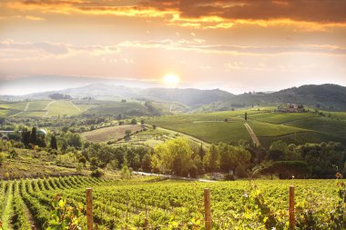 Vineyeard in Chianti, Tuscany, Italy