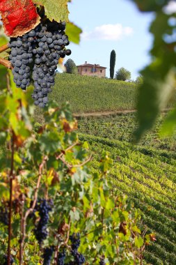 vineyeard in chianti, Toskana, İtalya