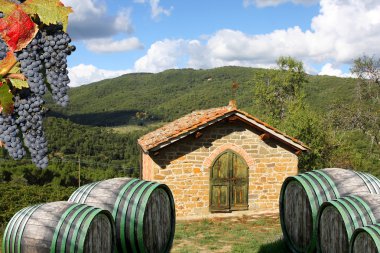 Vineyard in chianti, Toskana, İtalya