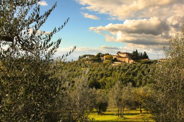 Vineyard in chianti, Toskana, İtalya