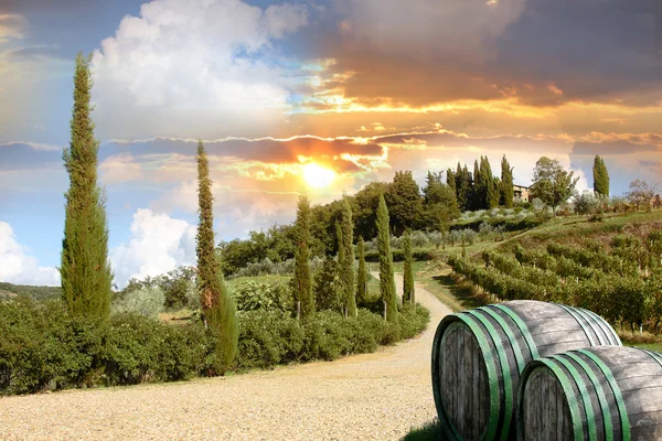 キアンティ、トスカーナ、イタリアのブドウ園 — ストック写真