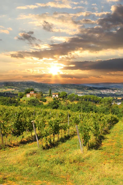 Vineyeard w chianti, Toskania, Włochy — Zdjęcie stockowe