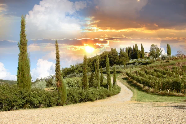 Vineyeard v chianti, Toskánsko, Itálie — Stock fotografie