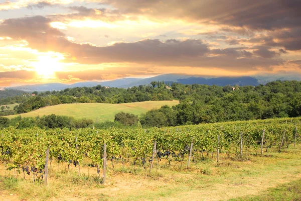 Vineyeard in Chianti, Toscana, Italia —  Fotos de Stock