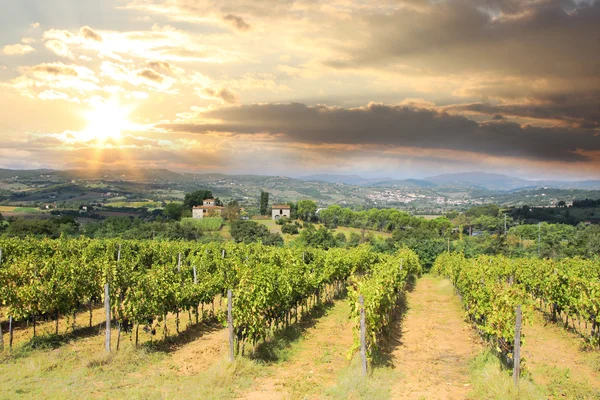 Vineyeard in chianti, Toscane, Italië — Stockfoto