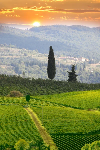 Vineyeard 在托斯卡纳，基安蒂意大利 — 图库照片
