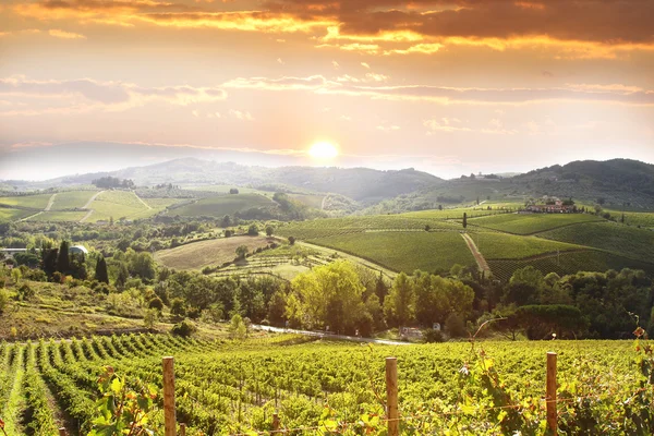 Vineyeard v chianti, Toskánsko, Itálie — Stock fotografie