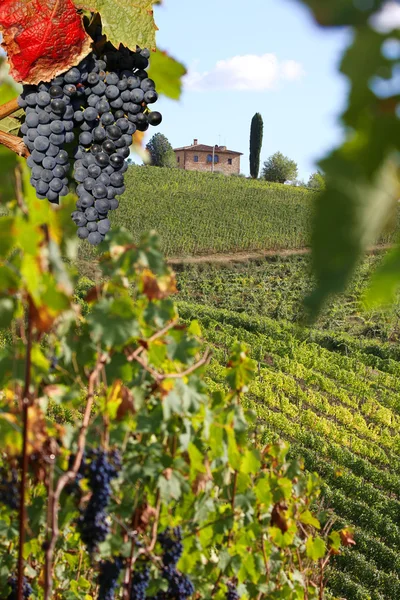 Vineyeard w chianti, Toskania, Włochy — Zdjęcie stockowe