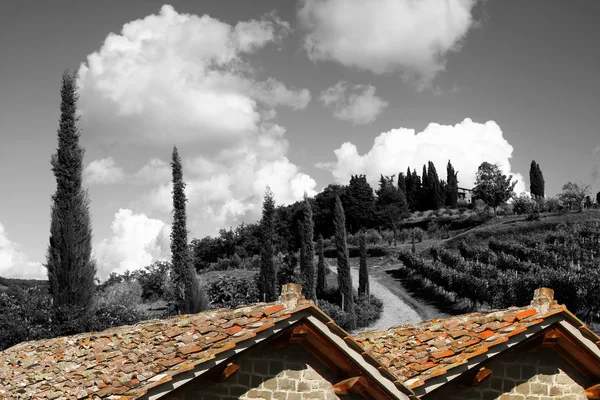 Виноградник в Кьянти, Тоскана, Италия — стоковое фото