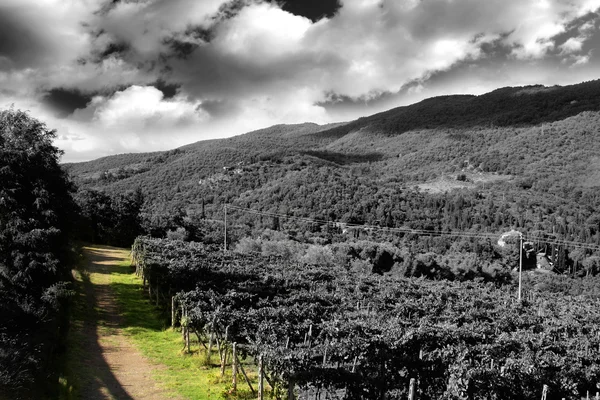 Chianti vineyard landscape in Tuscany — Stock Photo, Image