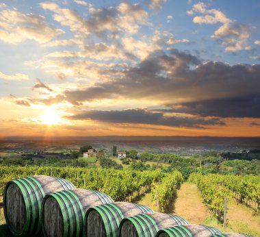 İtalya, Toskana 'daki Chianti üzüm bağı manzarası