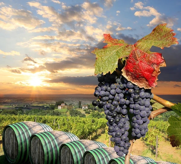Chianti, Toscany, İtalya 'daki üzüm bağı, ünlü manzara. — Stok fotoğraf