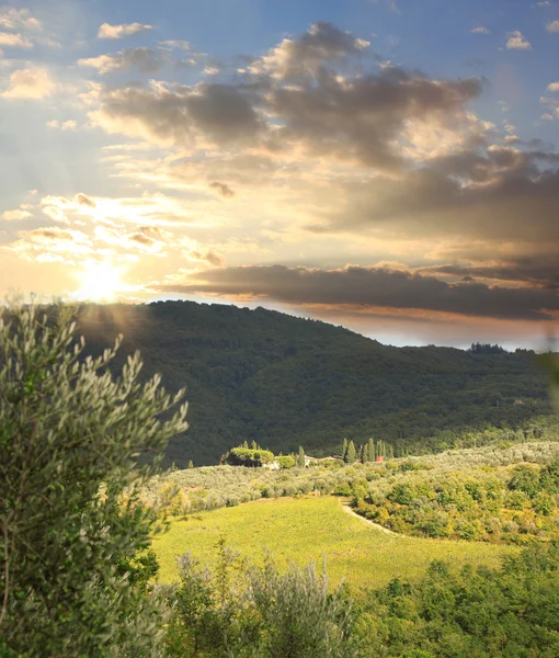 Kebun anggur Chianti di Tuscany, Italia — Stok Foto