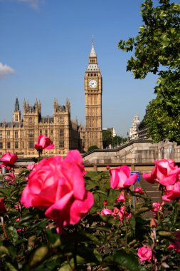 Big ben ile gül, Londra, İngiltere