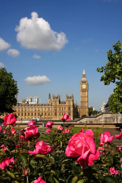 Big ben med rosor, london, Storbritannien — Stockfoto