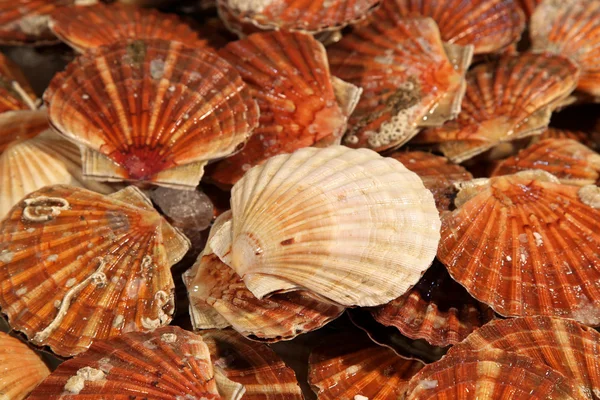 stock image Clams in marketplace