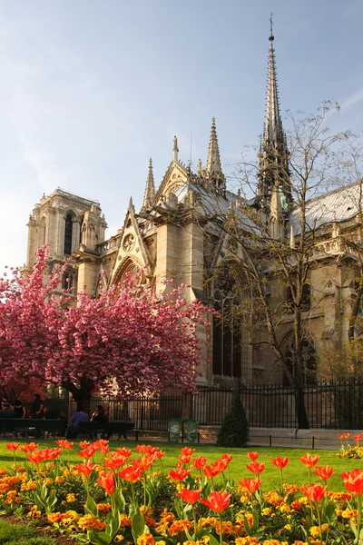 法国巴黎圣母院大教堂在春天的时间，巴黎 — 图库照片