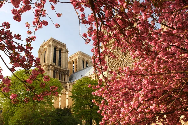 París, catedral de Notre Dame en primavera, Francia — Foto de Stock