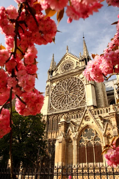 París, catedral de Notre Dame en primavera, Francia — Foto de Stock