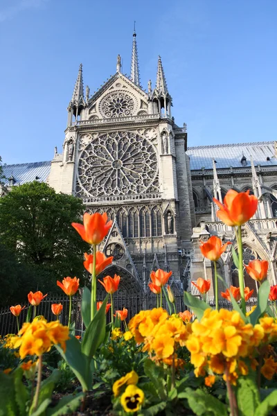 Paris, Catedral de Notre Dame na primavera, França — Fotografia de Stock