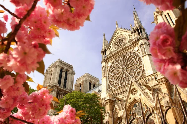 Paris, Catedrala Notre Dame în timpul primăverii, Franța — Fotografie, imagine de stoc