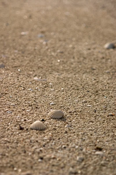 Two seashells on the beach — Stock Photo, Image