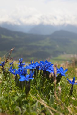 Wild flowers on alpine meadows near Mestia village. Upper Svaneti. Georgia clipart