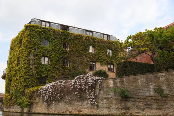 Ivy walls one of the colleges. Cambridge. UK. — Stock Photo, Image