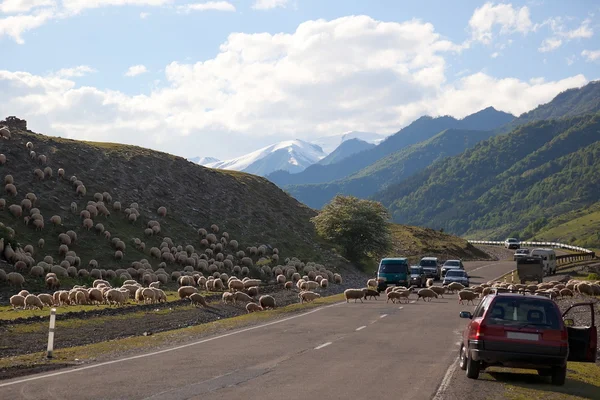 Πρόβατα διασχίζουν γεωργιανό στρατιωτικό αυτοκινητόδρομο. Γεωργία. — Φωτογραφία Αρχείου