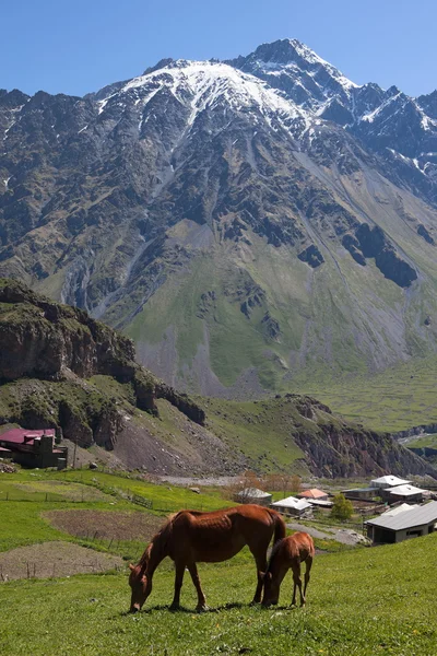 Konie w góry Kaukazu. Stepantsminda. Gruzja. — Zdjęcie stockowe