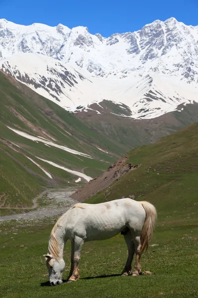 Cavallo Bianco sui prati alpini ai piedi del Monte. Shkhara. Ushguli Village. Alto Svaneti. Georgia . — Foto Stock