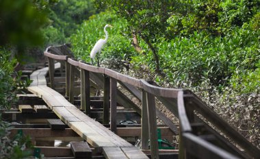 White Heron on handrail of narrow timber path. Mai Po. Hong Kong. clipart