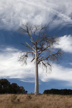 kırsal manzara ölü bir ağaç. çevre oberon. Yeni Güney Galler. Avustralya.