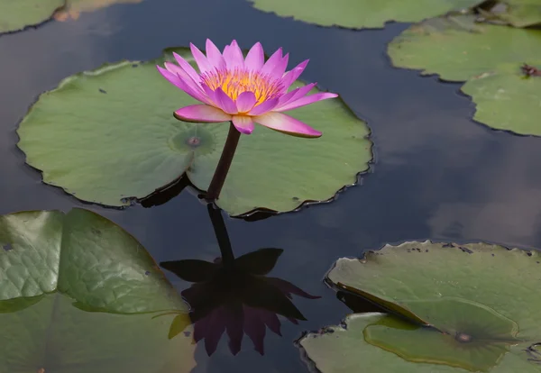 stock image Pink lotus blooming in marshland. Mai Po. Hong Kong.