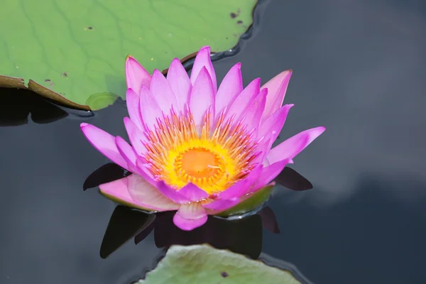 stock image Pink lotus blooming in marshland. Mai Po. Hong Kong.