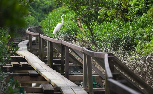 White Heron on handrail of narrow timber path. Mai Po. Hong Kong. — Stock Photo, Image