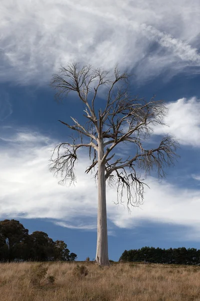 Un paesaggio rurale con albero morto. Vicino Oberon. Nuovo Galles del Sud. Australia . — Foto Stock