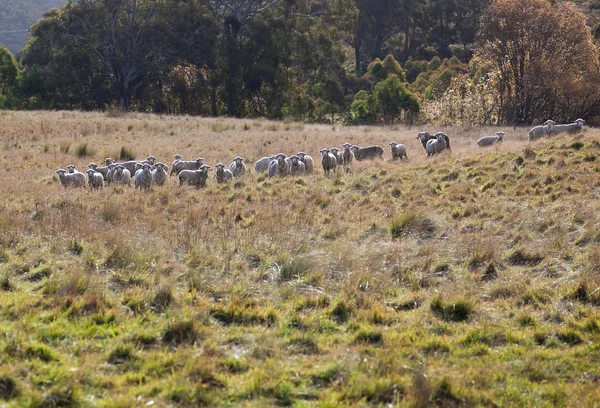 Sheep grazing. Tablelands near Oberon. New South Wales. Australia. — Stock Photo, Image