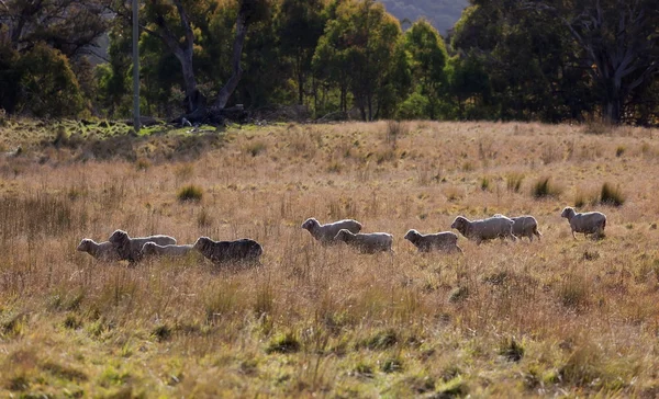 Πρόβατο σε βοσκή. Τέιμπλαντς κοντά Όμπερον. Νέα Νότια Ουαλία. Αυστραλία. — Φωτογραφία Αρχείου