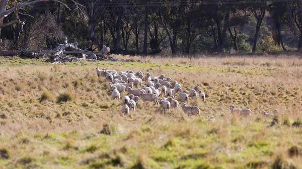 Pastoreo de ovejas. Tablillas cerca de Oberon. Nueva Gales del Sur. Países Bajos . — Foto de Stock