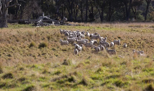 Sheep grazing. Tablelands near Oberon. New South Wales. Australia. — Stock Photo, Image