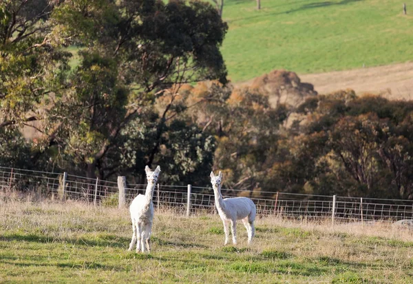 Two white alpacas. Tablelands near Oberon. New South Wales. Australia. — Stock Photo, Image