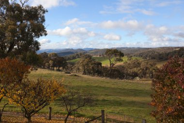 oberon yakınındaki kırsal tablelands sonbahar renkleri. NSW. Avustralya.